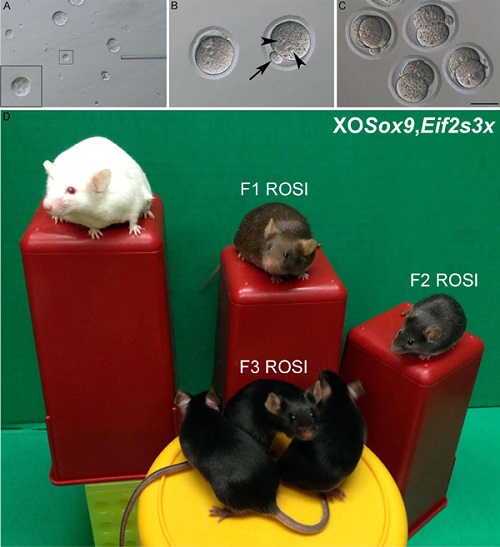 Результат искусственного оплодотворения яйцеклеток круглыми недозрелыми спермиями (Round spermatid injection, ROSI), полученными от самцов X0-Sox9,Eif2s3x: A — пипетка, которой будут отбирать спермии; B — 6 часов после инъекции, видны два ядра в яйцеклетке (короткие стрелки) и второе полярное тельце (стрелка); C — оплодотворенные яйцеклетки начали деление, через 24 часа видны двухклеточные эмбрионы (длина масштабного отрезка 50 мкм); D — три поколения самцов X0-Sox9,Eif2s3x, полученных в результате искусственного оплодотворения инъекцией спермиев ROSI яйцеклеток X0; первый самец X0-Sox9,Eif2s3x альбинос, остальные поколения — с темной шерсткой, указывающей на материнский генотип X-хромосомы. У всех самцов нет Y-хромосомы, зато работают аутосомальные X0-Sox9 и Eif2s3x. Рис. из дополнительных материалов к обсуждаемой статье в Science